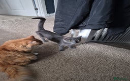 Mixed Breed cats for sale: Fluffy and Short Haired Kittens  - Image 2