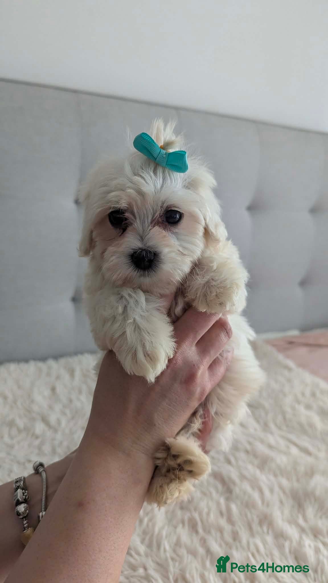 Maltipoo dogs Dominic C - Advert 2