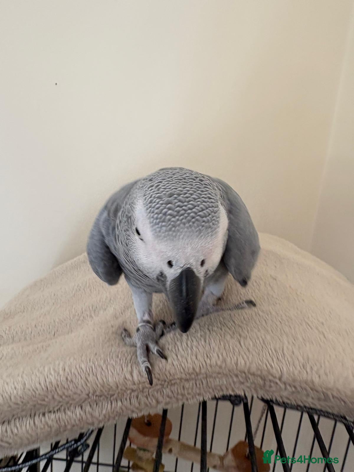 Parrots birds Beautiful African grey girl  - Advert 1