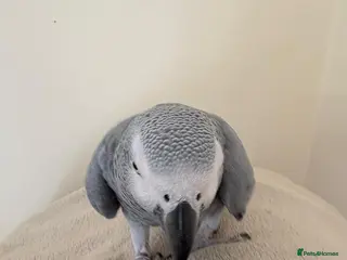 Parrots birds Beautiful African grey girl - Advert 15