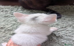 Mixed Breed cats for sale: Mixed coloured beautiful kittens 3 girls 3 boys  - Image 19