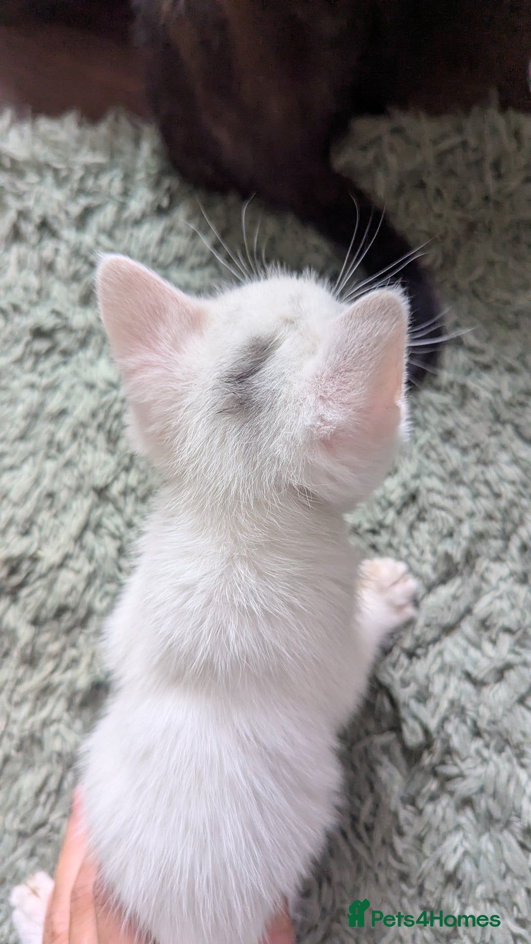 Mixed Breed cats for sale: Mixed coloured beautiful kittens 3 girls 3 boys  - Image 19