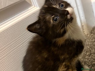 Mixed Breed cats Ragdoll cross kittens - Advert 5