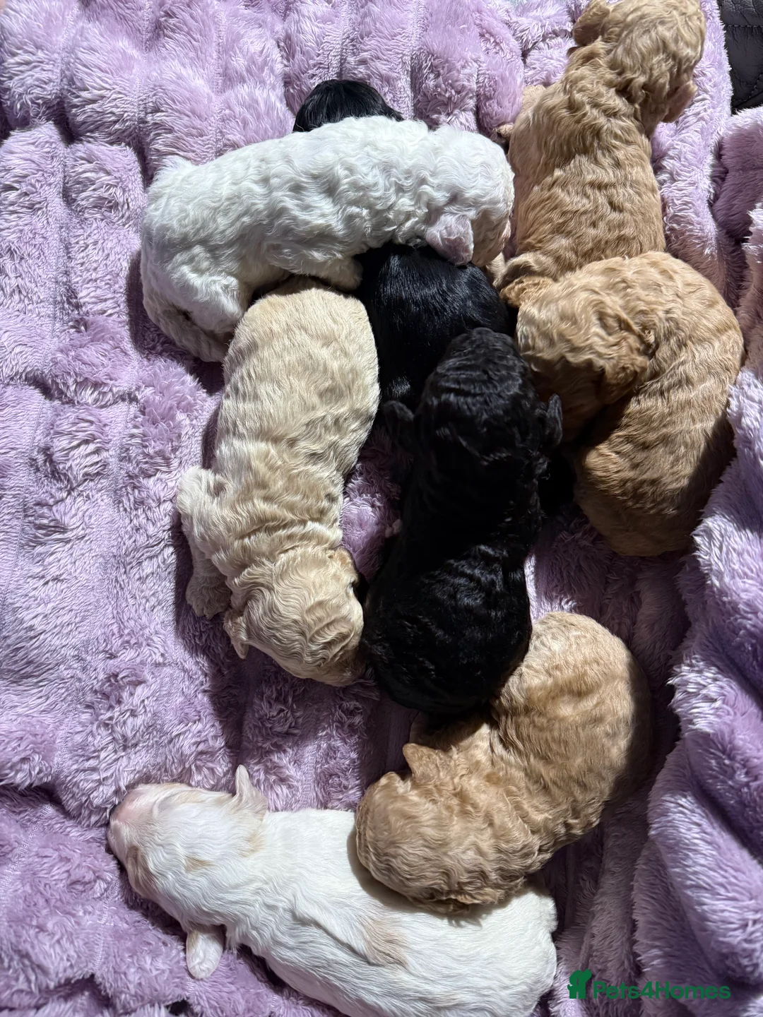 Mixed Breed dogs for sale: 8 Beautiful Cavapoochon Puppies in Bacup - Advert 16