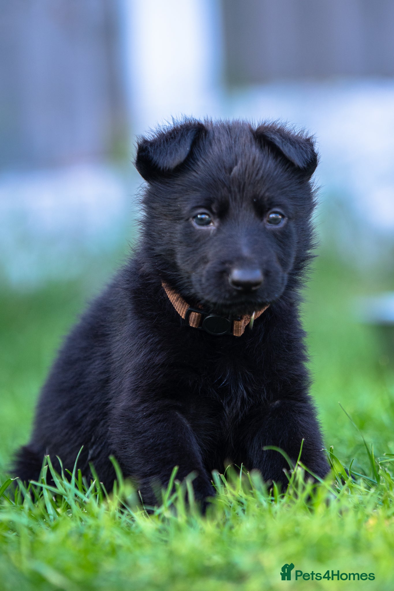 German Shepherd dogs Health tested Czech German shepherd puppies - Advert 6