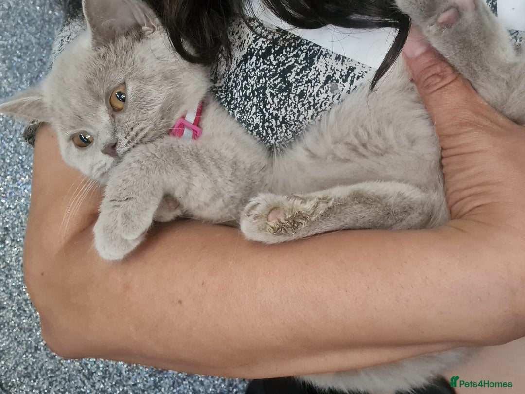 British Shorthair cats for sale: Pure bsh kittens from DNA & genetic tested parents - Image 13