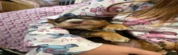 Cocker Spaniel dogs for sale: Beautiful Kc reg show type cocker spaniels  - Advert 9
