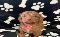 Cockapoo dogs for sale: Stunning Fox Red f1 cockapoo puppies  - Image 13