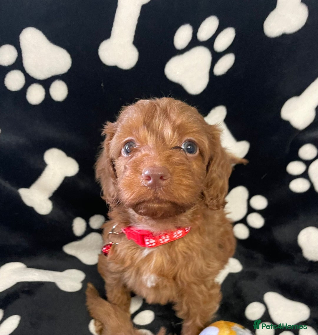Cockapoo dogs for sale: Stunning Fox Red f1 cockapoo puppies  - Image 13