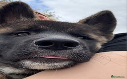Mixed Breed dogs for sale: Beautiful Malamute x akita puppies  - Image 14