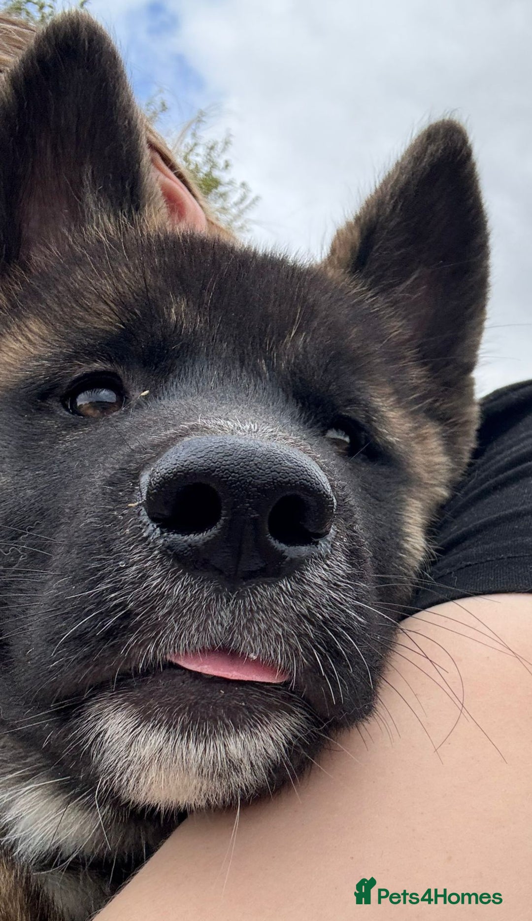 Mixed Breed dogs for sale: Beautiful Malamute x akita puppies  - Image 14