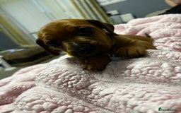 Mixed Breed dogs for sale: Beautiful Doxies - Image 12