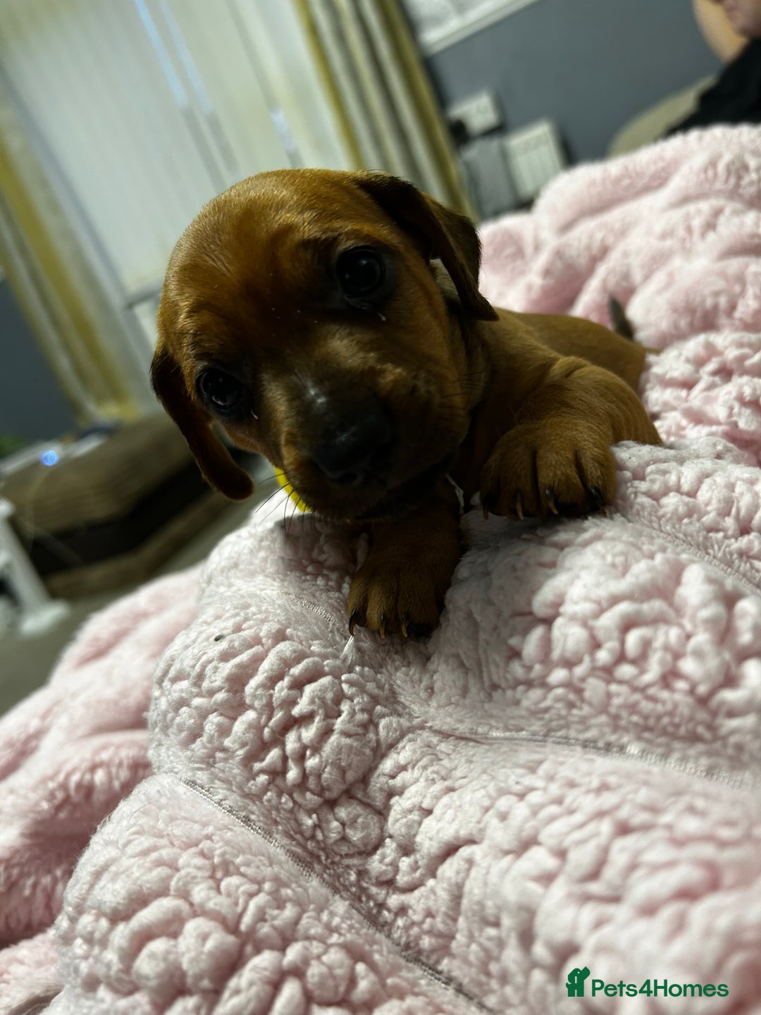 Mixed Breed dogs for sale: Beautiful Doxies - Image 12