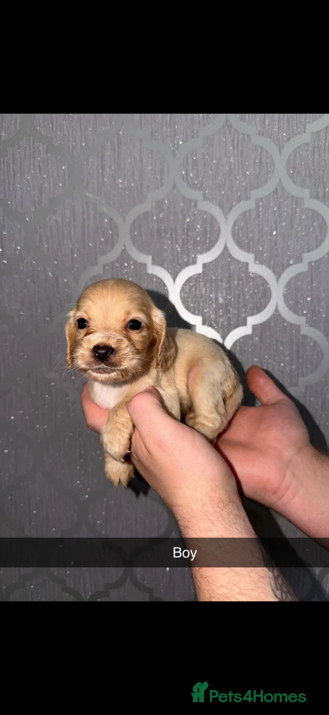 Cocker Spaniel dogs for sale: Cocker Spaniel Puppies for sale  - Advert 2