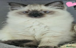 Ragdoll cats for sale: Blue Point Ragdoll Kittens for sale   - Image 12