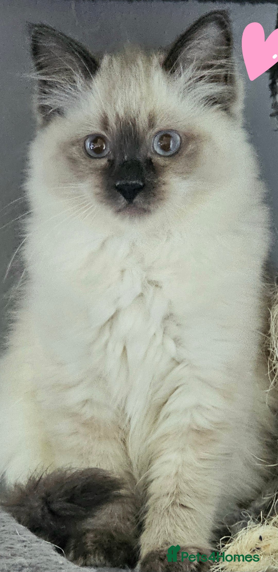 Ragdoll cats for sale: Blue Point Ragdoll Kittens for sale   - Image 12