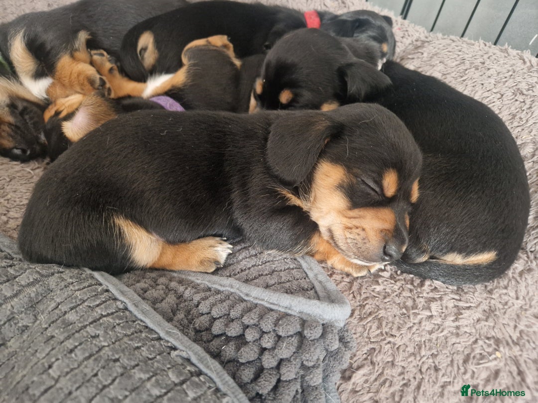 Mixed Breed dogs for sale: Jack russell x miniture dachshund pups in Porth - Image 5