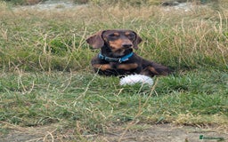 Dachshund dogs for stud: Woody - Image 1