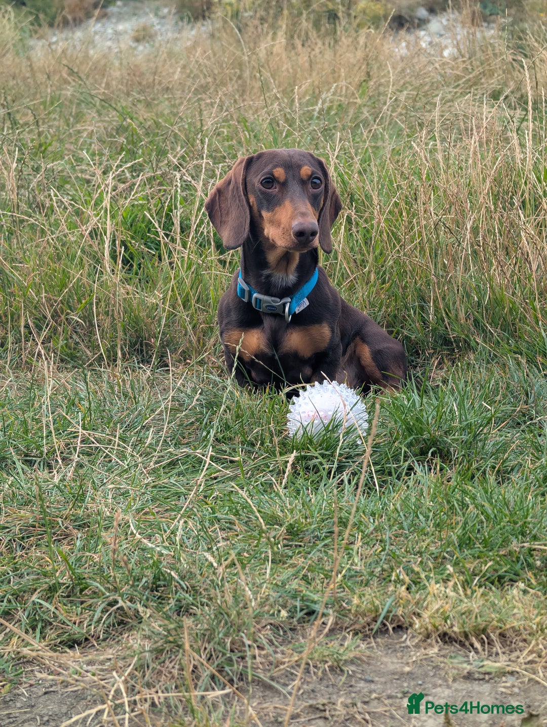 Dachshund dogs for stud: Woody - Image 1
