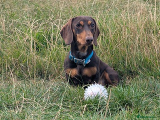 Dachshund dogs - Advert 18