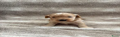 Cockapoo 3