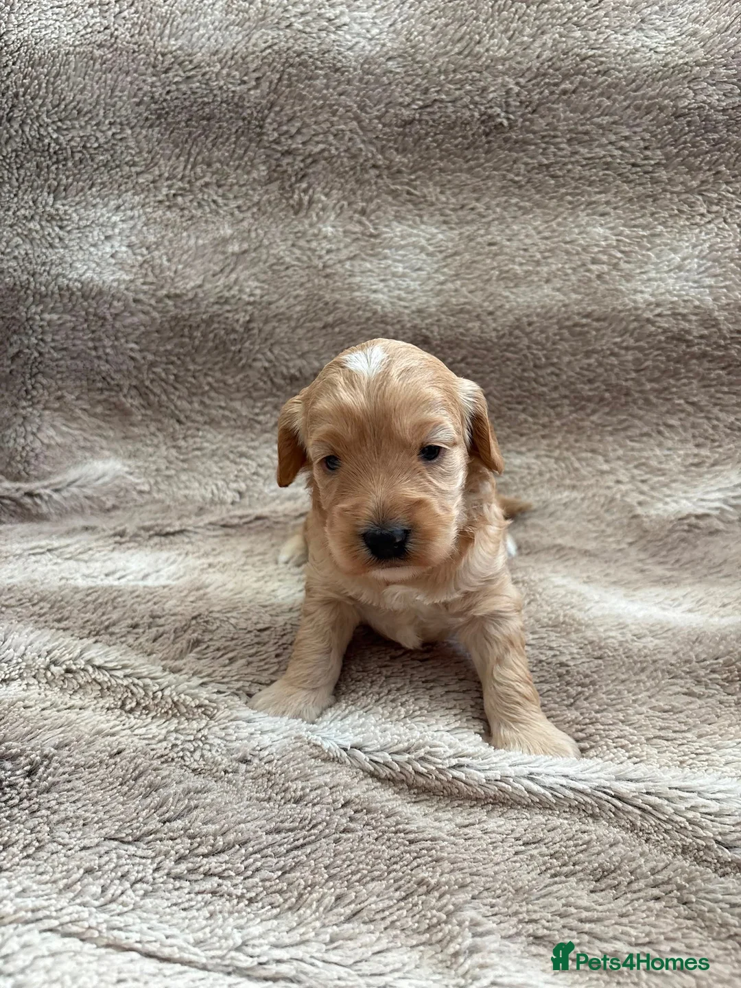 Cockapoo dogs for sale: Miniature cockapoo - Advert 7