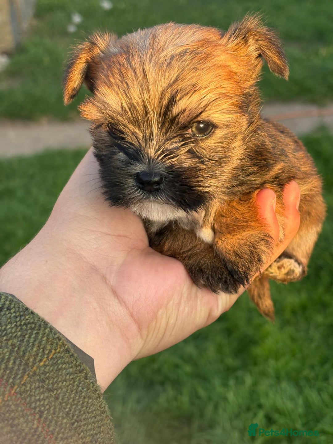 Chorkie dogs for sale: 3 beautiful chorkie puppies for sale - Image 6