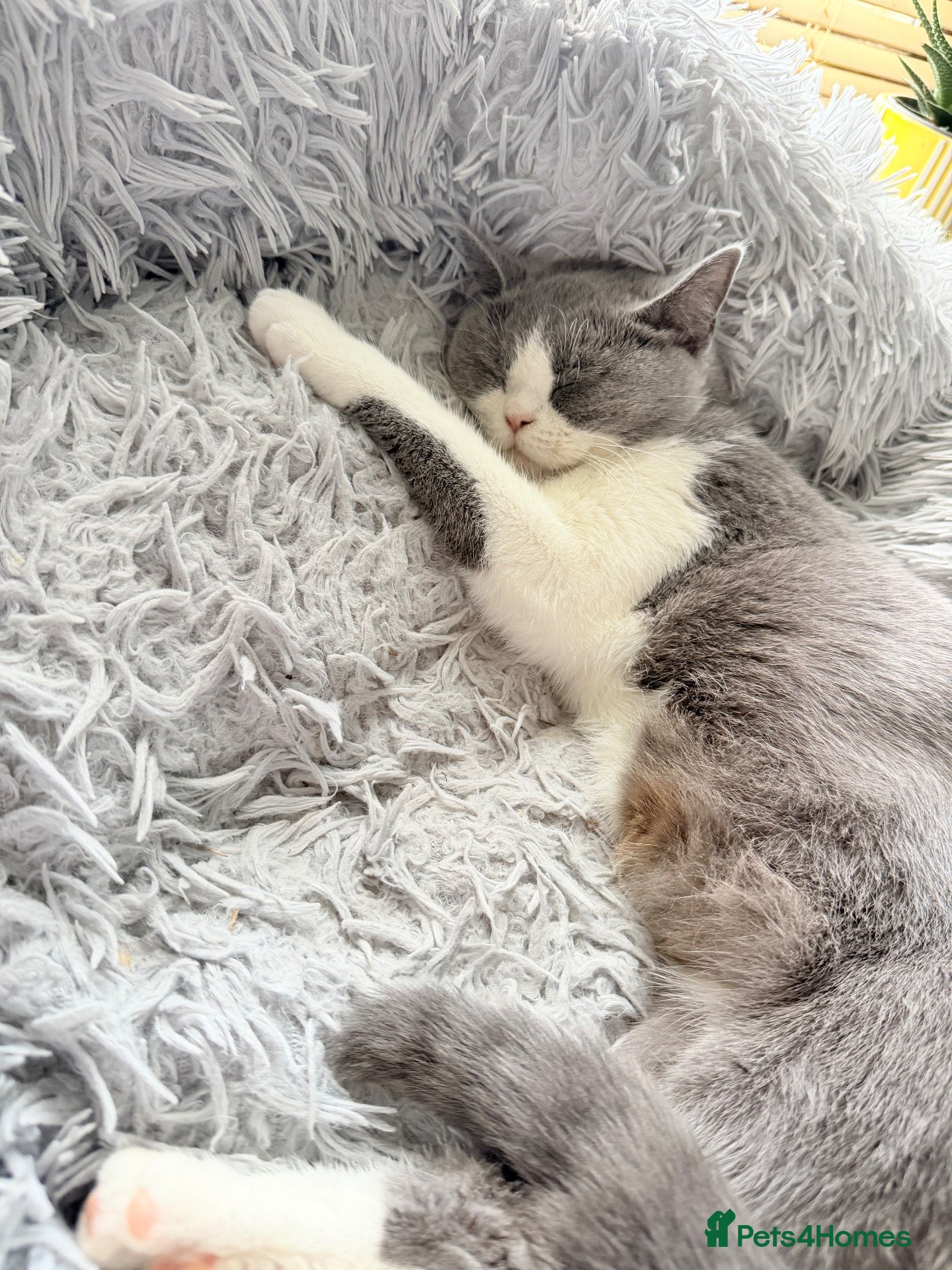 British Shorthair cats for sale: British Shorthair  - Advert 1