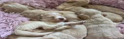 Cockapoo dogs for sale: DNA Health Tested Cockapoos Apricot/Golden - Advert 9