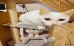 Domestic Shorthair cats for sale: Two female kittens looking for their forever homes - Image 20