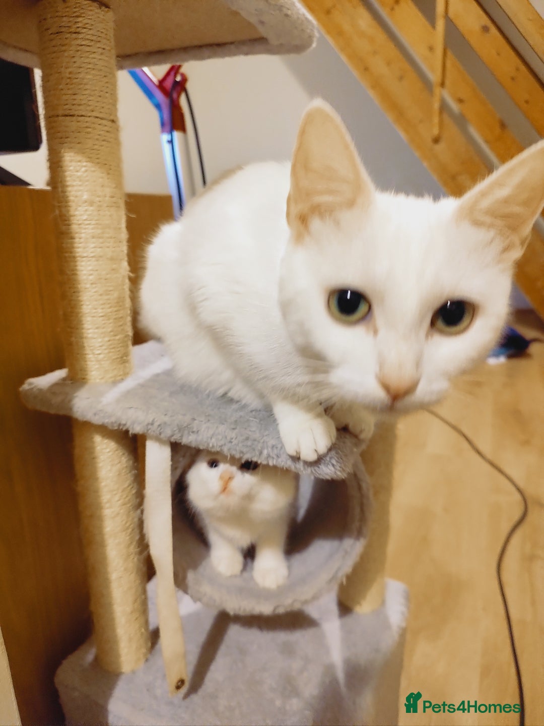 Domestic Shorthair cats for sale: Two female kittens looking for their forever homes - Image 20