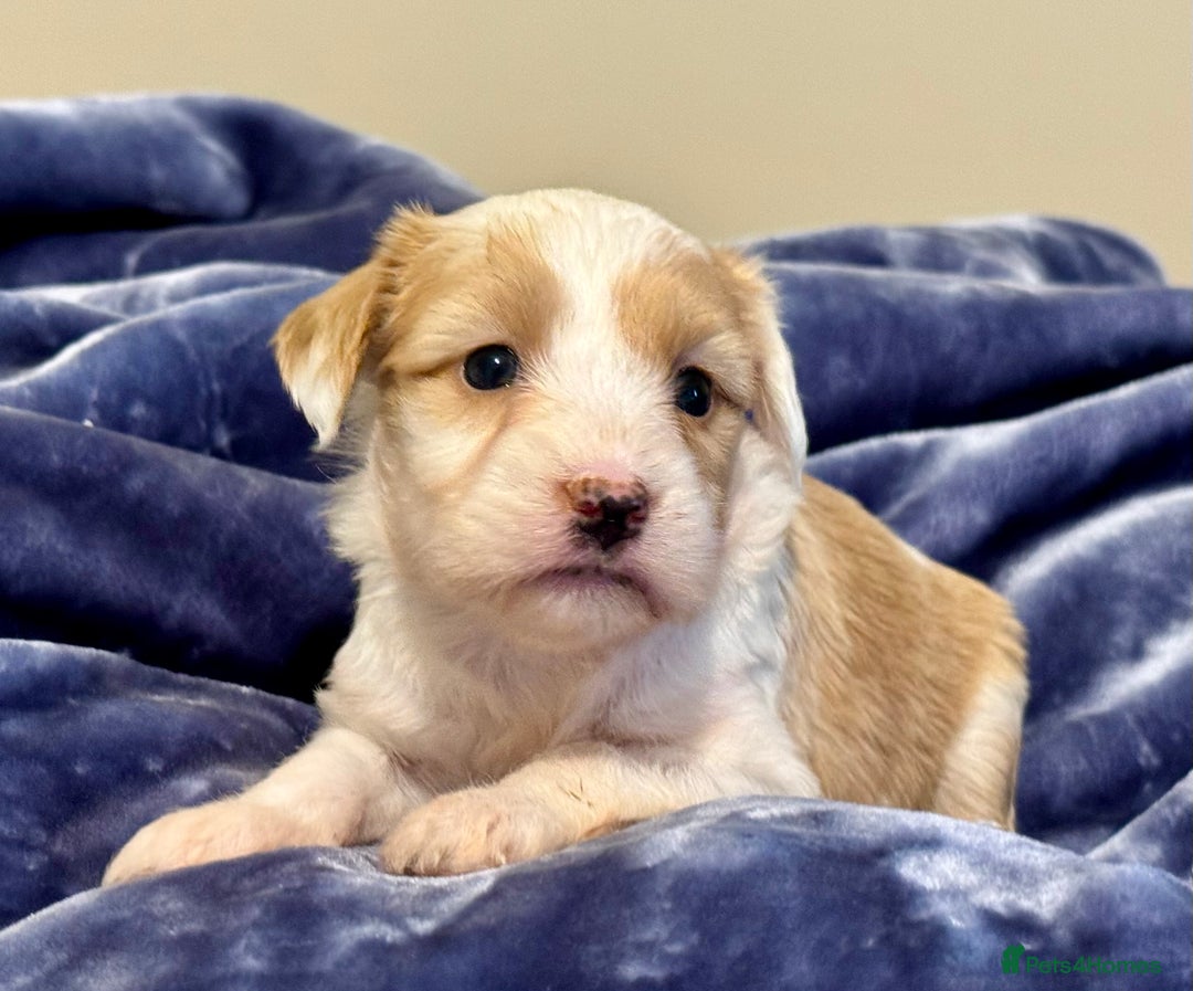 Tibetan Terrier dogs for sale: Stunning KC Reg Tibetan terrier Puppies  - Advert 9