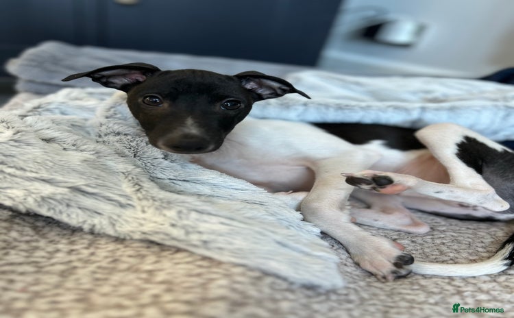 Italian Greyhound dogs - Advert 3