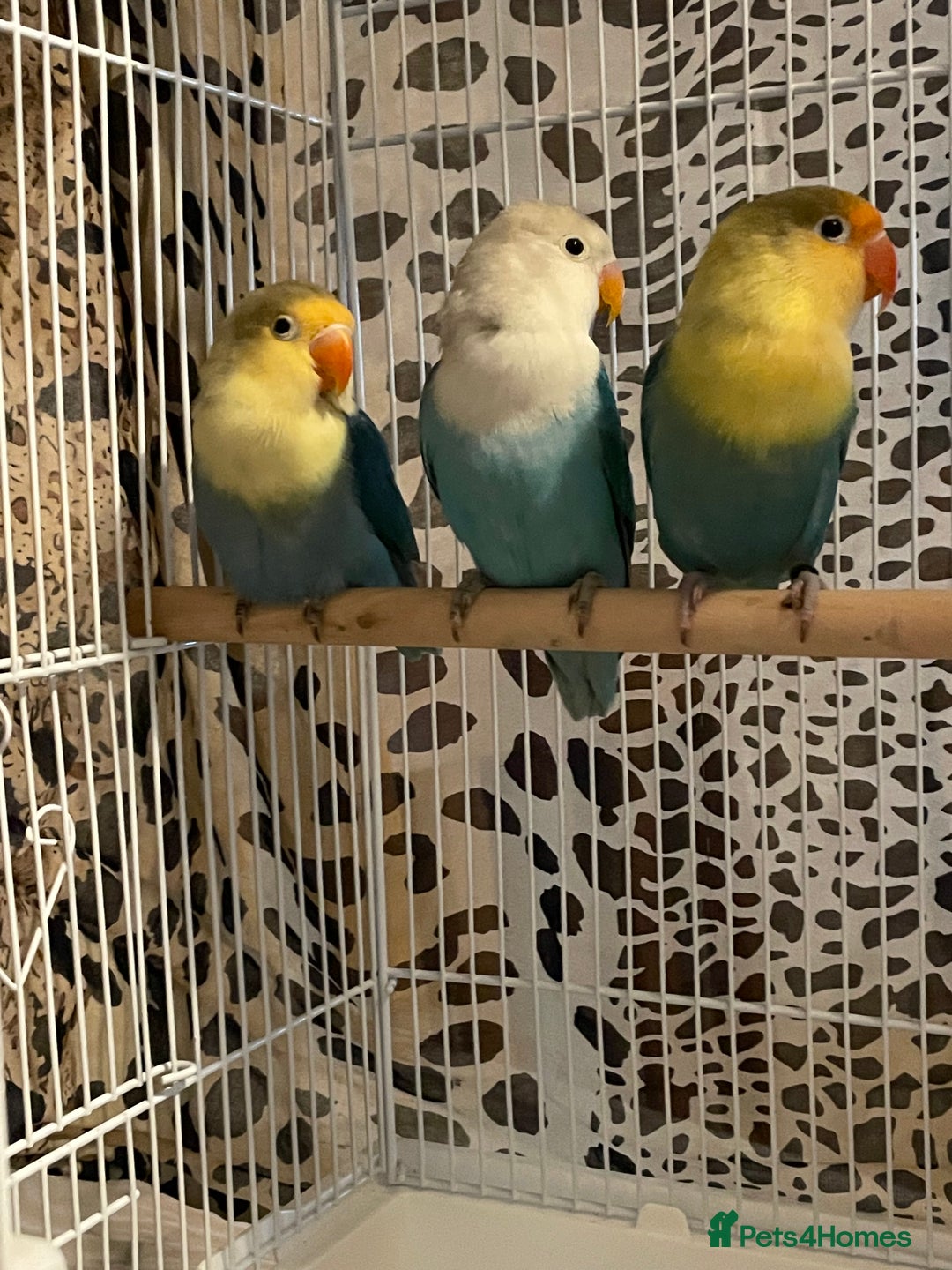 Lovebirds birds for sale: Beautiful babies so cute and beautiful colors  - Advert 11