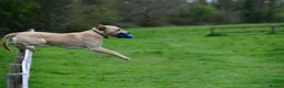 Labrador Retriever dogs for sale: Beautiful natured working Labradors  - Advert 9