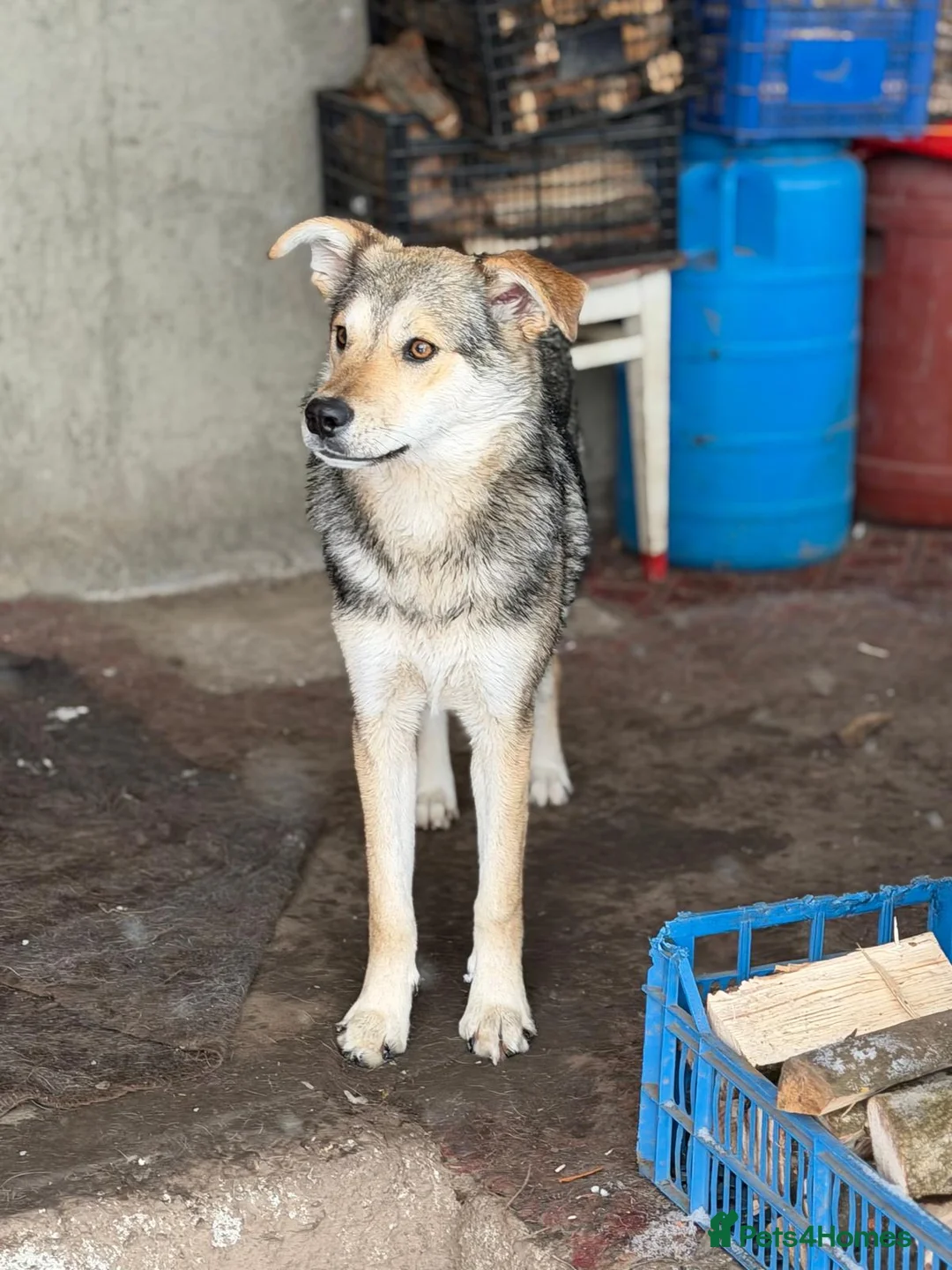 Mixed Breed dogs for adoption: 🐾💛 ANA – A Gentle, Loving Soul for a Loving Home - Advert 8