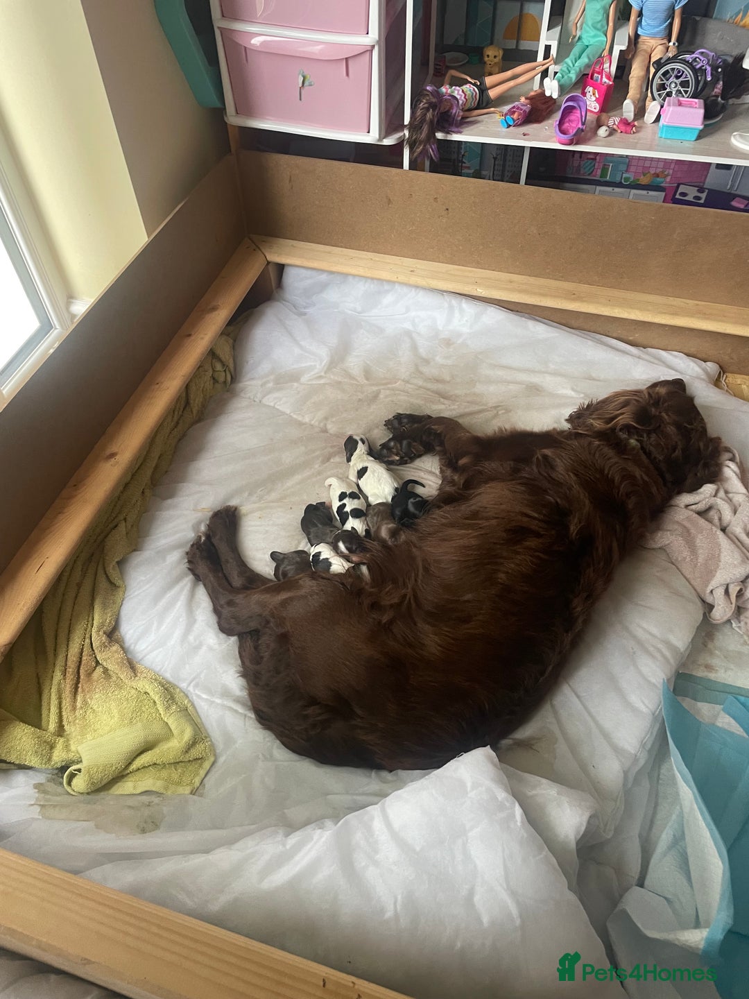 Cocker Spaniel dogs for sale: Gorgeous cocker spaniel puppies  - Image 16