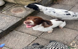 English Springer Spaniel dogs for sale: English springer spaniel - Image 11