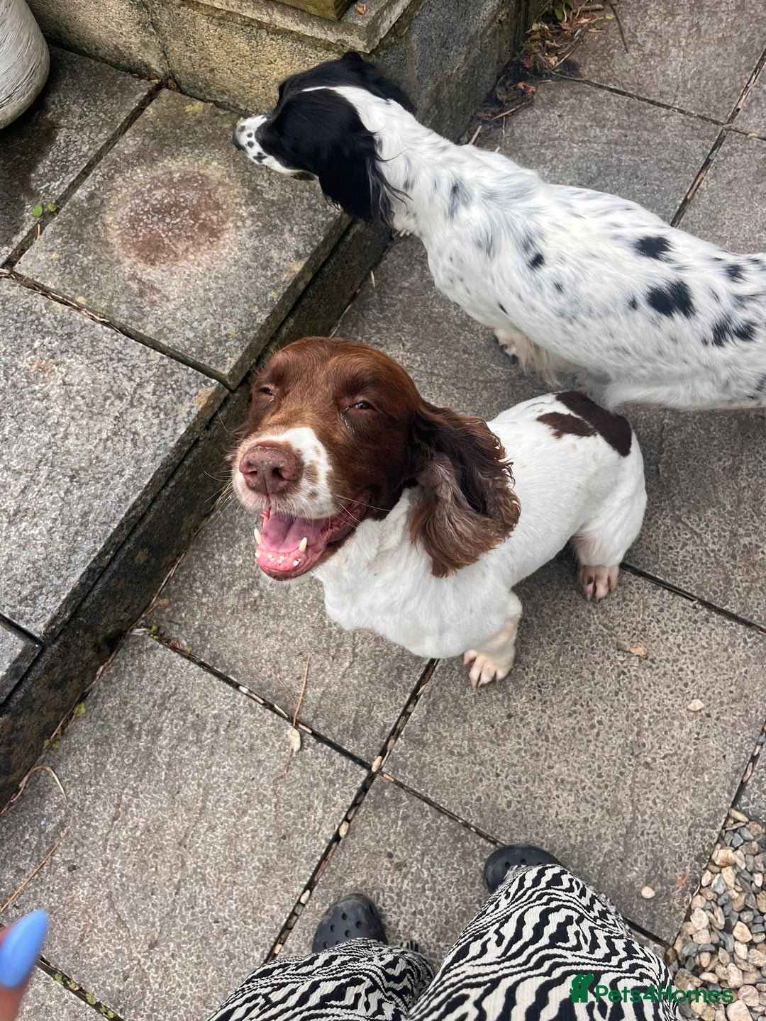 English Springer Spaniel dogs for sale: English springer spaniel - Image 11