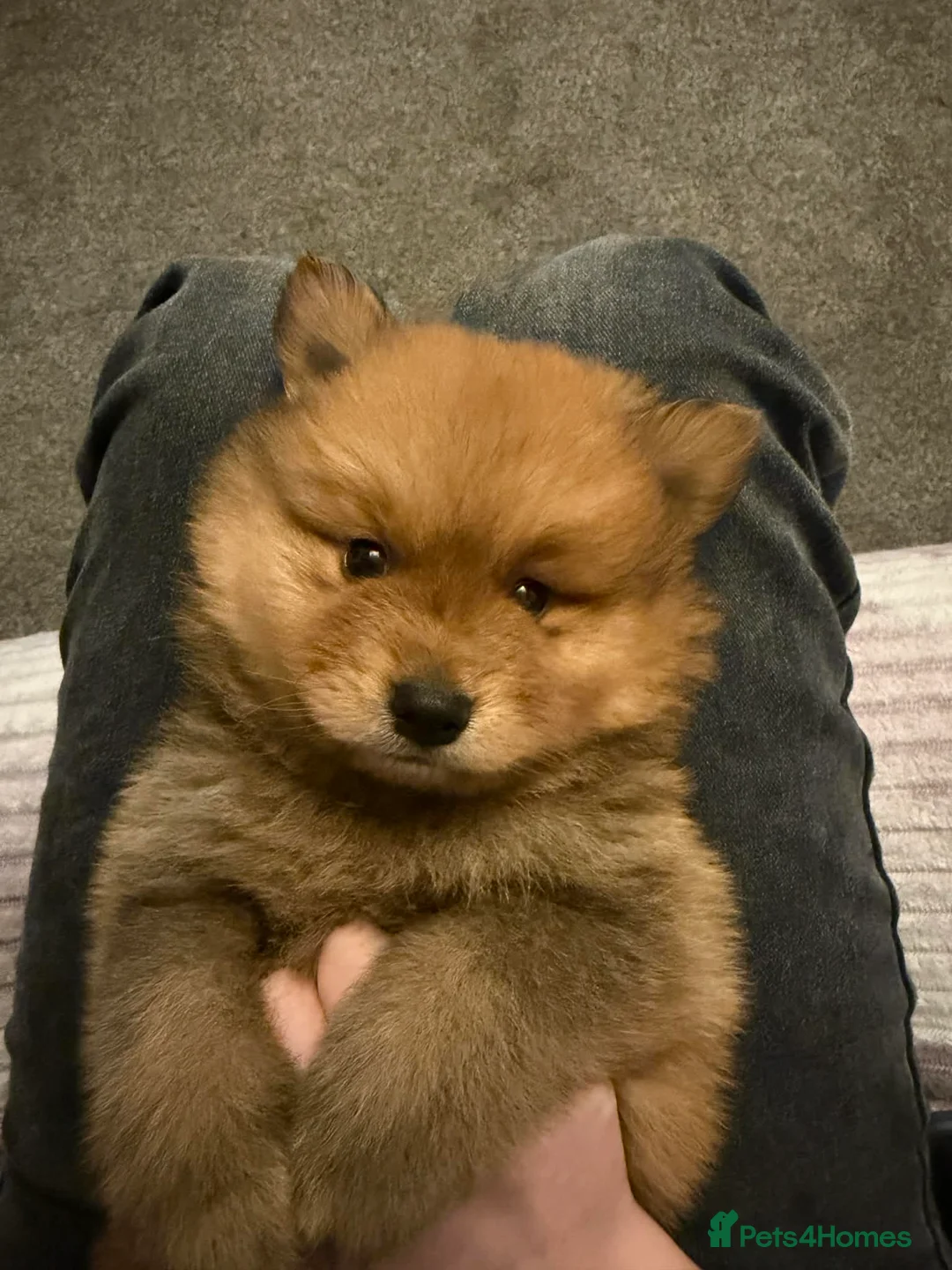 Pomeranian dogs for sale: Pomeranian Puppies - Advert 7