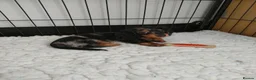 Miniature Dachshund dogs for sale: Only one beautiful dappled female left  - Advert 4