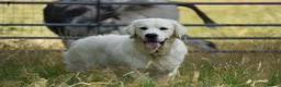 Golden Retriever dogs for stud: Fully health tested, KC reg pale Cream boy  - Advert 4