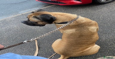 Mixed Breed dogs - Advert 3