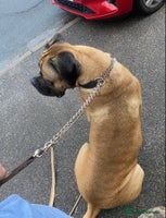 Mixed Breed dogs - Advert 3