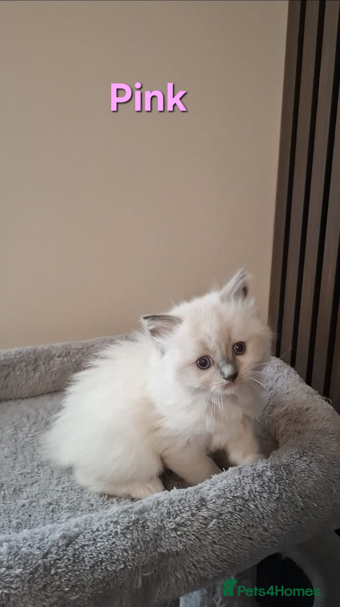 Ragdoll cats for sale: 2 female blue point ragdoll kittens  - Image 3