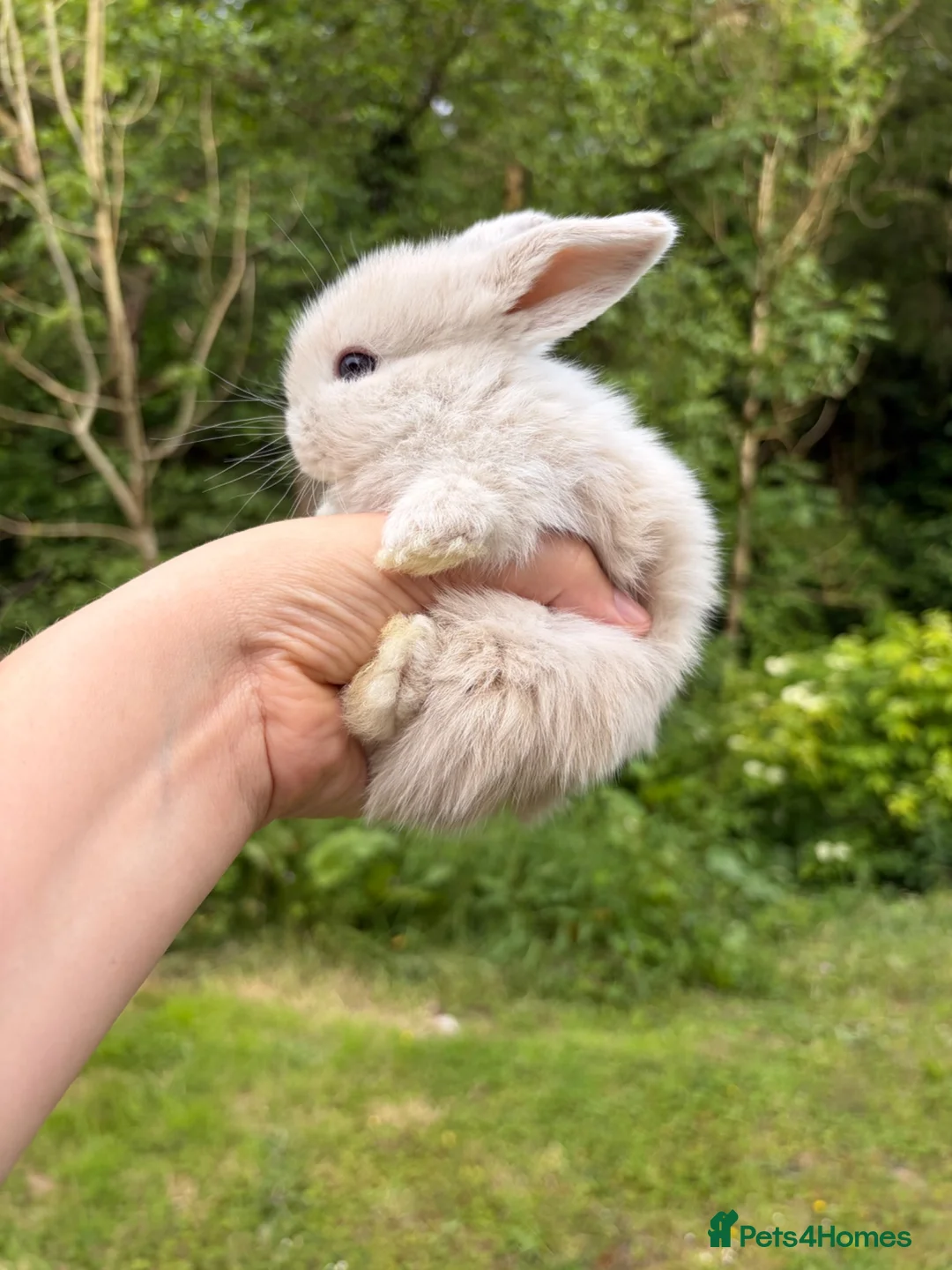 Mini Lop rabbits for sale: Female mini lop  - Advert 2