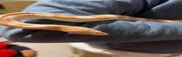 Corn Snake reptiles for sale: Cleo the Corn Snake is looking for a new home in Ashtead - Advert 2