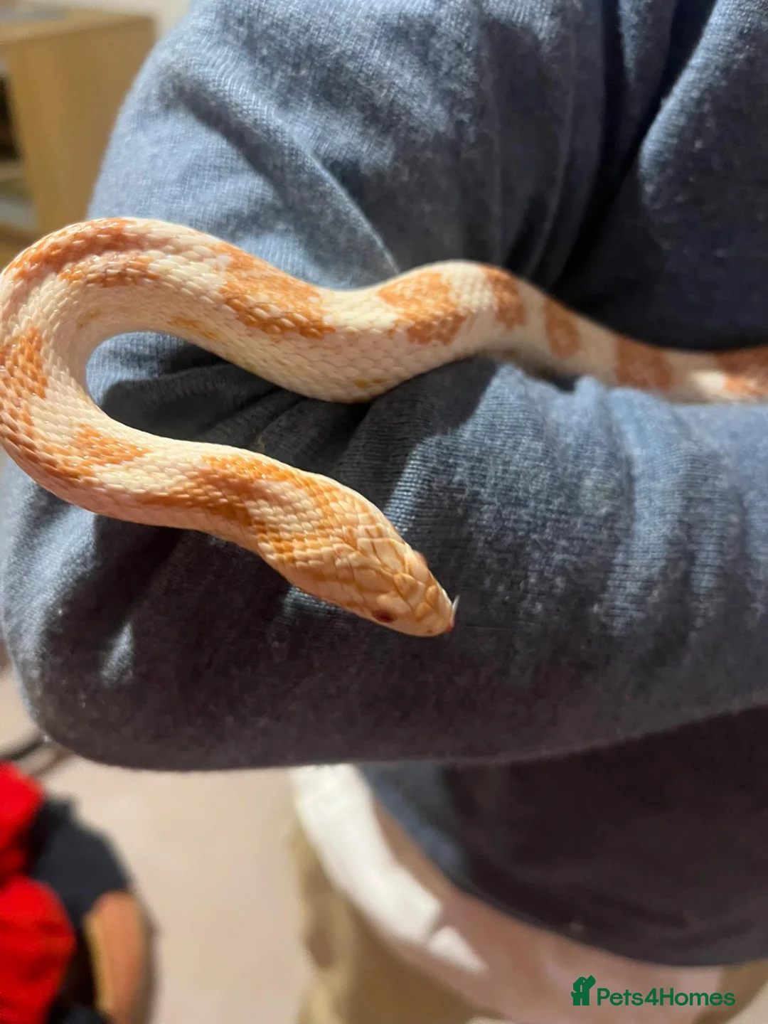 Corn Snake reptiles for sale: Cleo the Corn Snake is looking for a new home in Ashtead - Advert 2