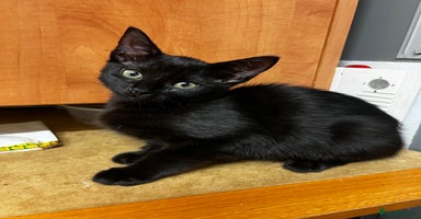 Mixed Breed cats - Advert 2