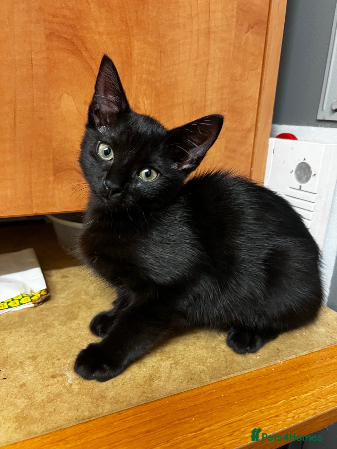 Mixed Breed cats for sale: 1 Black Male kitten, ready to leave.  - Image 2
